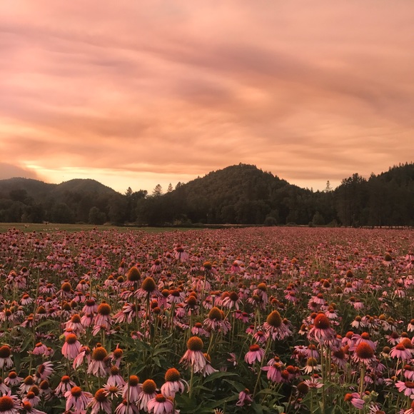 Posh Posh, Arika - Picture 7 of 7